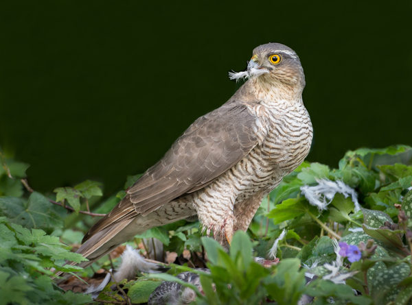 Sparrowhawk with kill