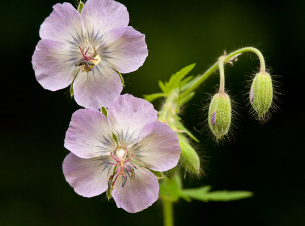 Geranium pheum
