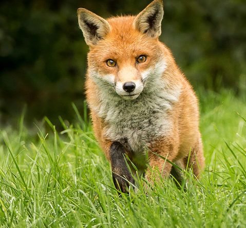 Running fox