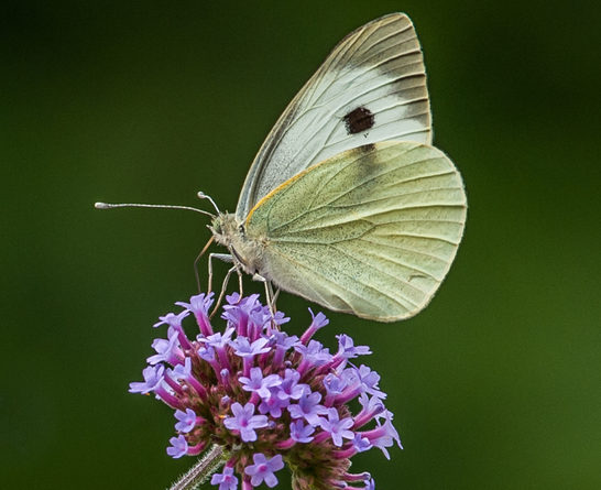 Large white on verbena