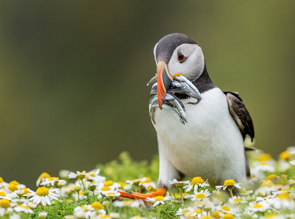 Bringing in supper