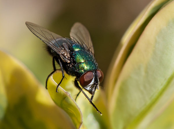 Fly on hebe