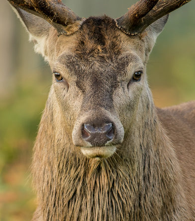 Stag