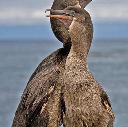 Flightless Cormorants