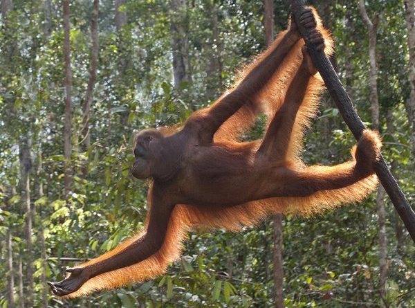 Swinging Orangutan, South Kalimantan