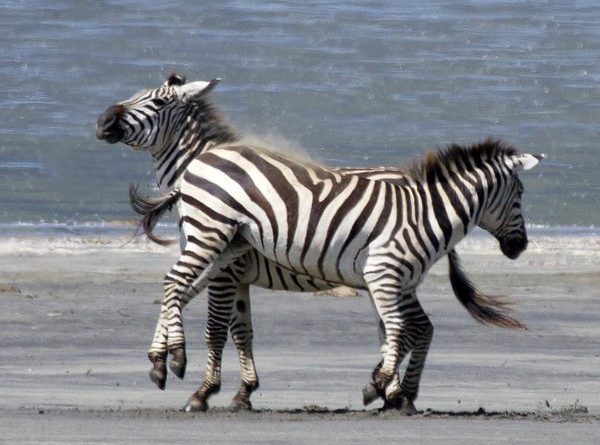 Zebra Fight in Ngorongora