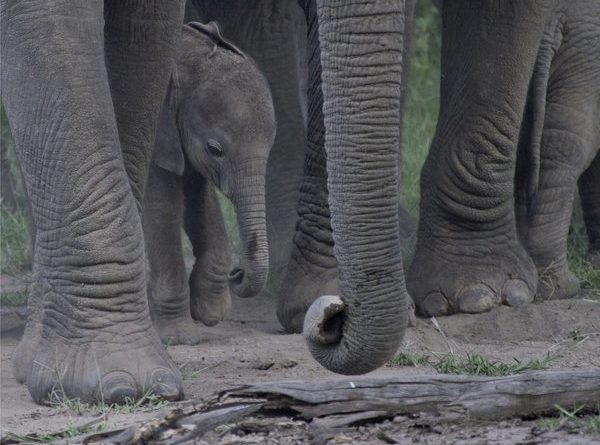 Trunks and Toes