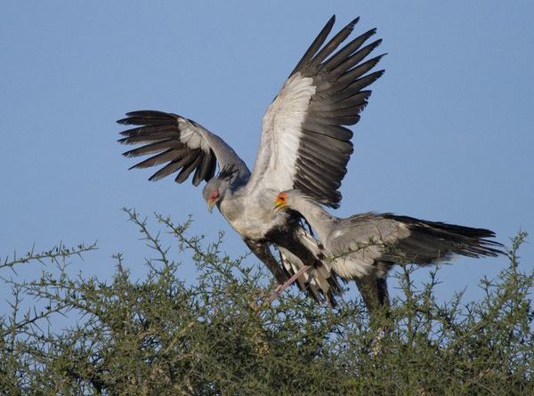 Secretary Birds