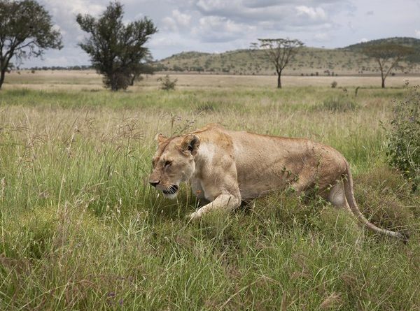 Lion on Prowl