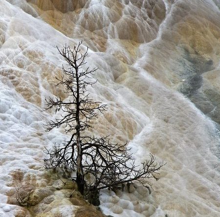 Tree At Mamouth