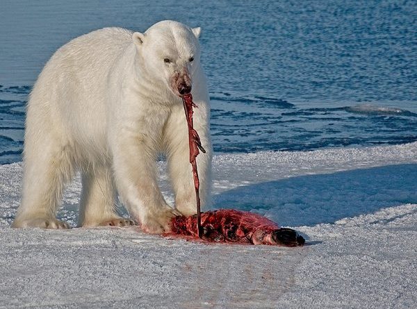 Polar Bear With Seal