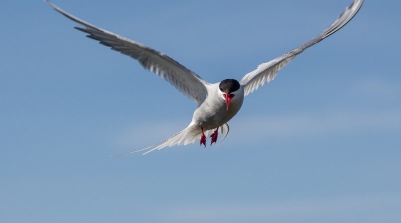 Arctic Tern by Naomi Ward
