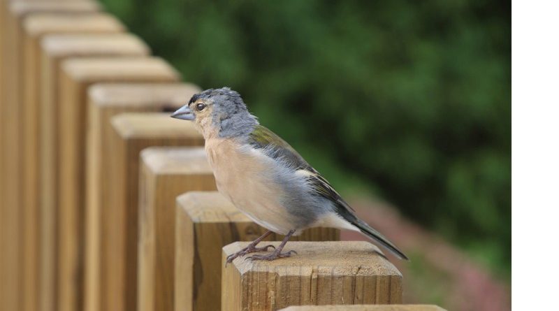 A Young Endangered Azorean Bullfinch