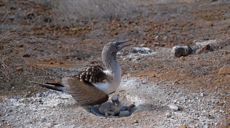 Blue Footed Boobie Protecting Chick from Heat by Pat Svanberg