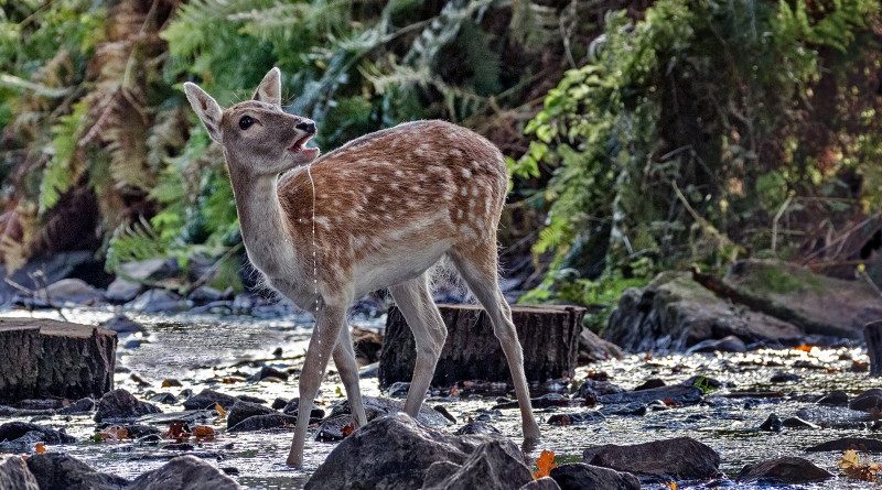 Young fallow dear drinking at woodland stream by Wendy Collens