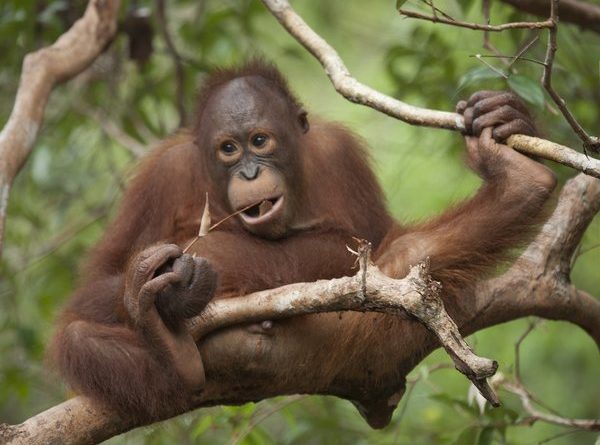 Young Orangutan