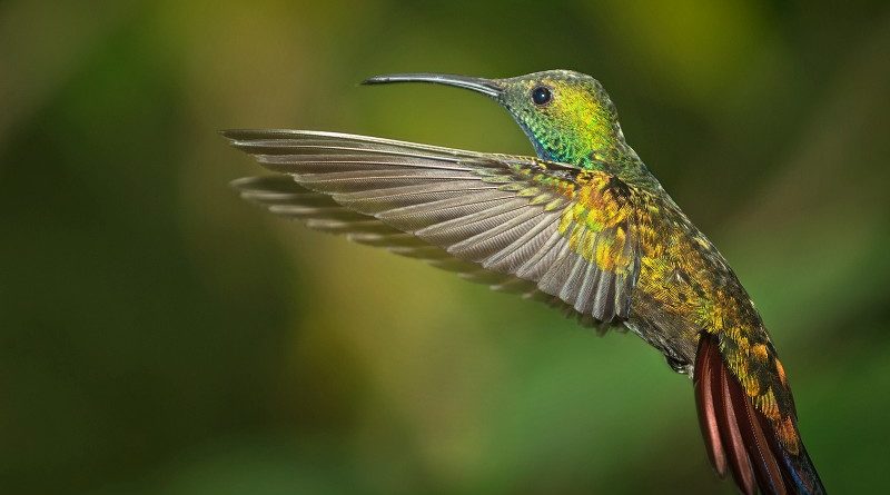 2nd – A Hovering Green Breasted Mango Hummingbird by Wendy Collens