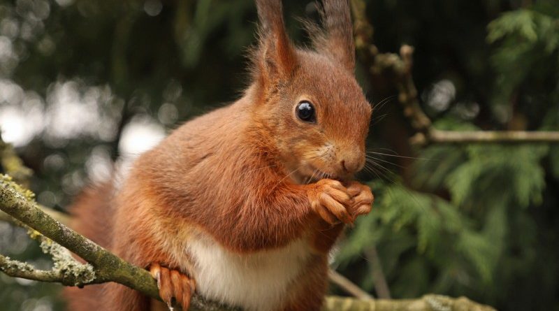 A Red Squirrel by Pat Svanberg