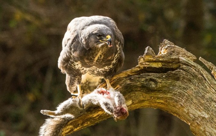 1st – Buzzard (wild) eating breakfast in the woods by Sally Seager