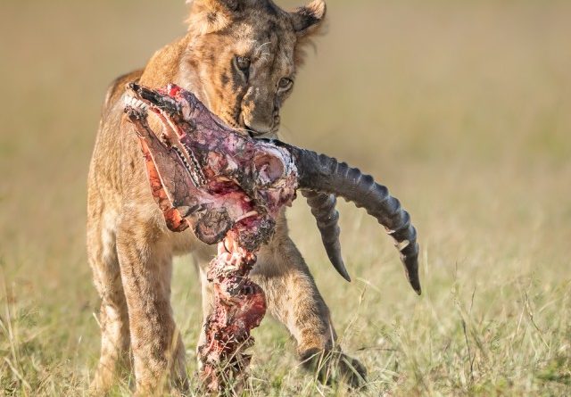 3rd – Cub With Topi Skull by Lesley Taylor