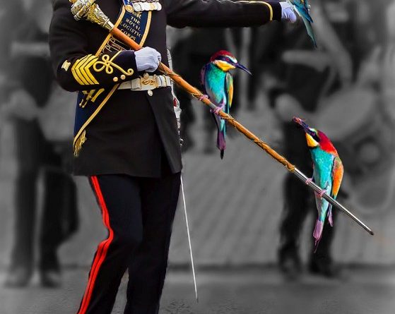 2nd – The Drum Major And His Feisty Bee Eaters by David Cary