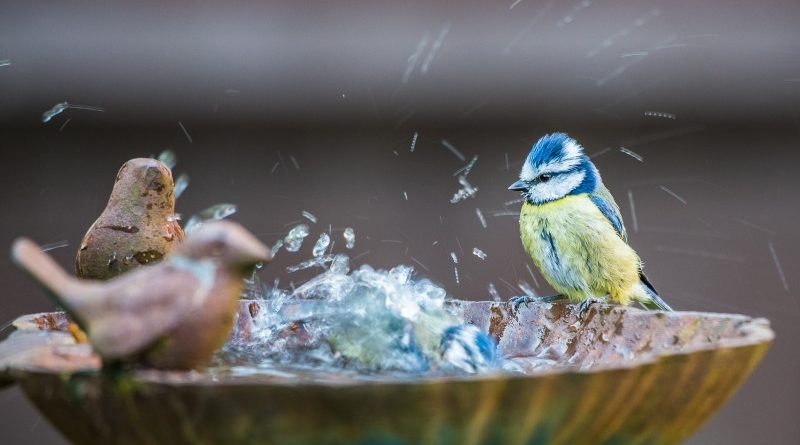 Blue Tit Bathing by Ian Newell