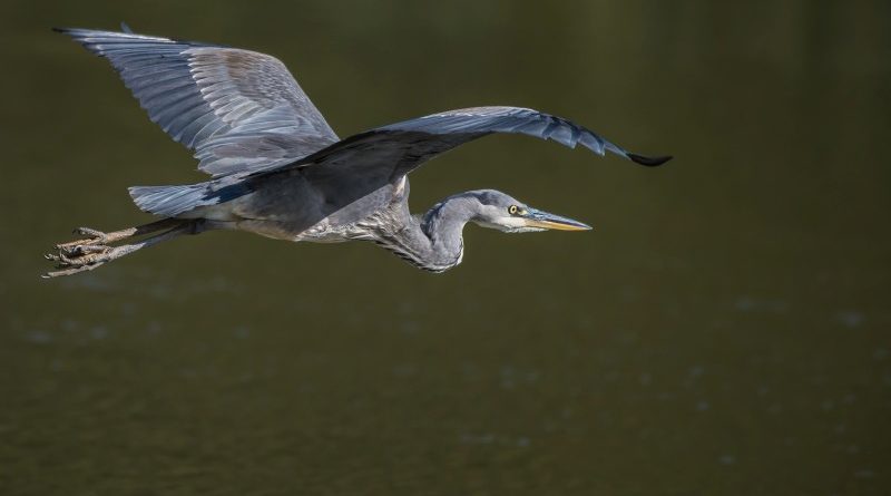 Gray Heron In Flight by Ian Newell