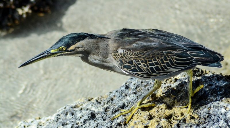 Green Heron in Mauritius by Ian Newell