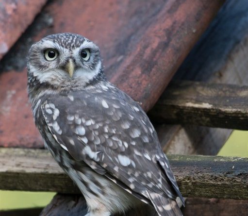 Little Owl On Roof by Ian Newell
