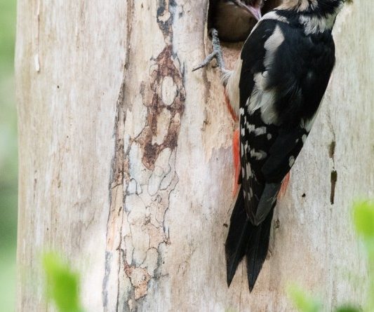 Spotted Woodpecker And Chick by Ian Newell