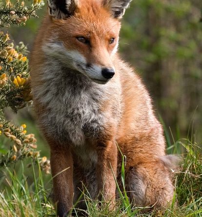 Red Fox