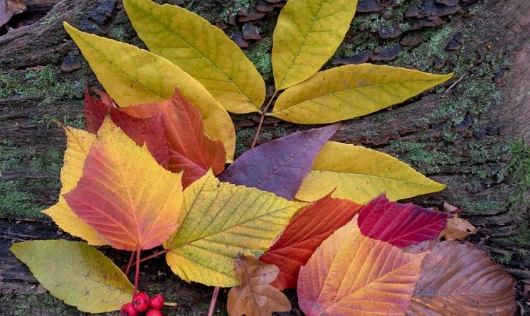Autumn Colours by Jacqui Sturgeon