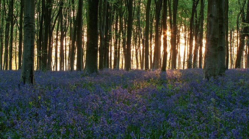 Dawn at micheldever by Jacqui Sturgeon
