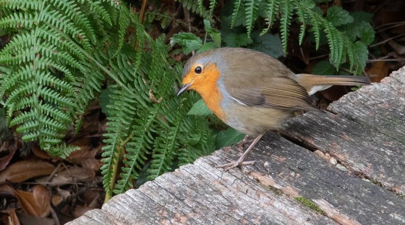 Robin On A Bench by Jacqui Sturgeon