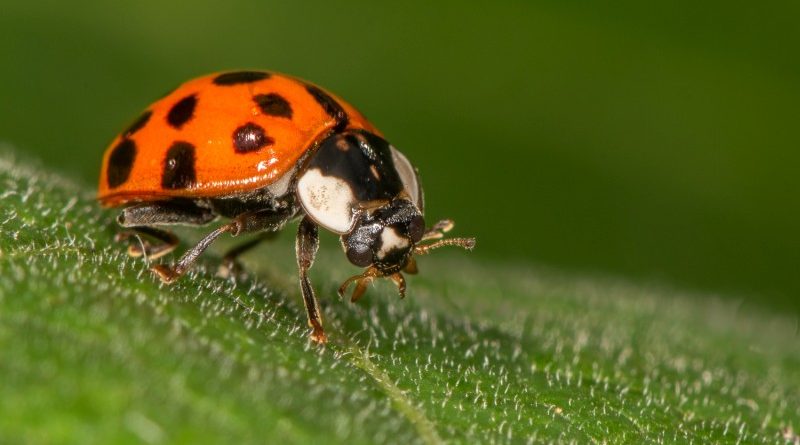 Highly Commended – Ladybird by Lesley Taylor
