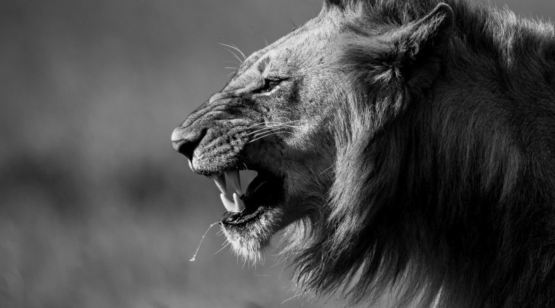 3rd – Young Male Lion Maasai Mara byLesley Taylor