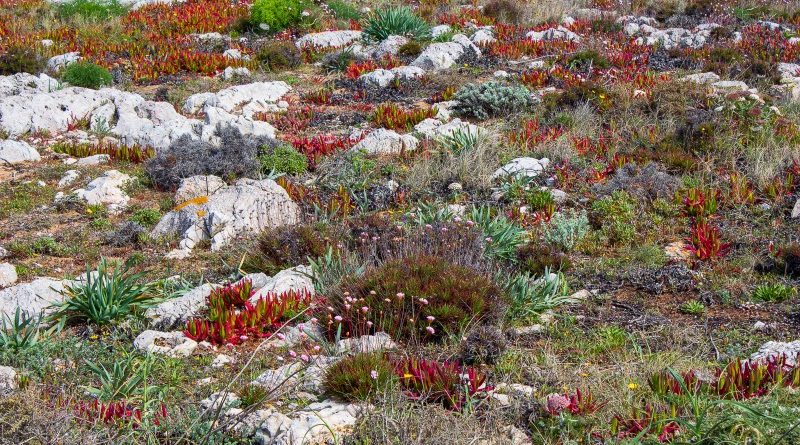 Limestone Flora On Sagres Promontory by Naomi Ward