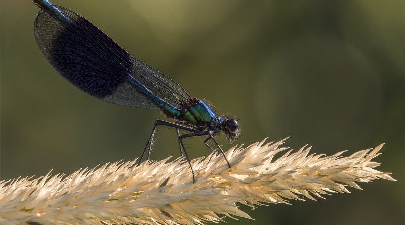 Banded Demoiselle by Linda Kent