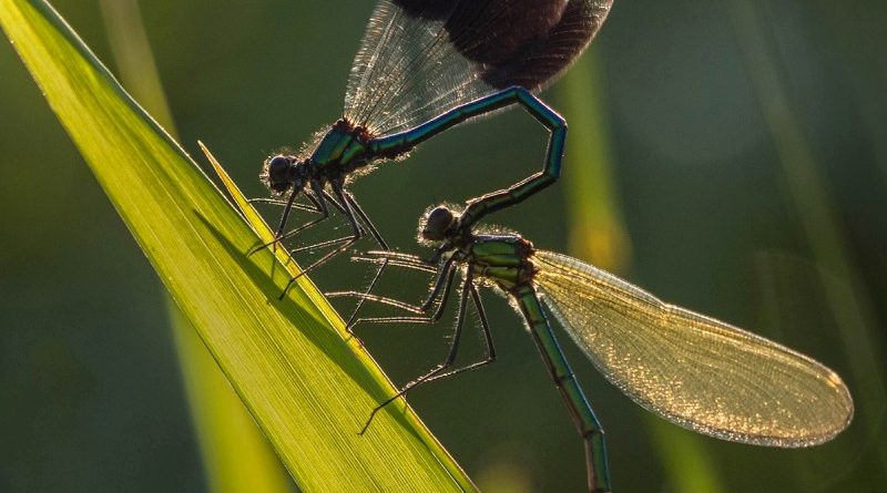 Banded Demoiselles at first light by Linda Kent