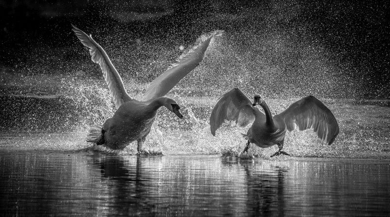 Get Off My Pond by Linda Kent