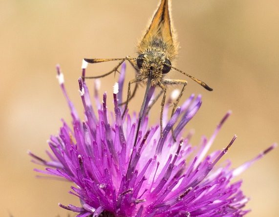 Skipper On Thistle by Linda Kent