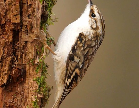 Treecreeper by Linda Kent