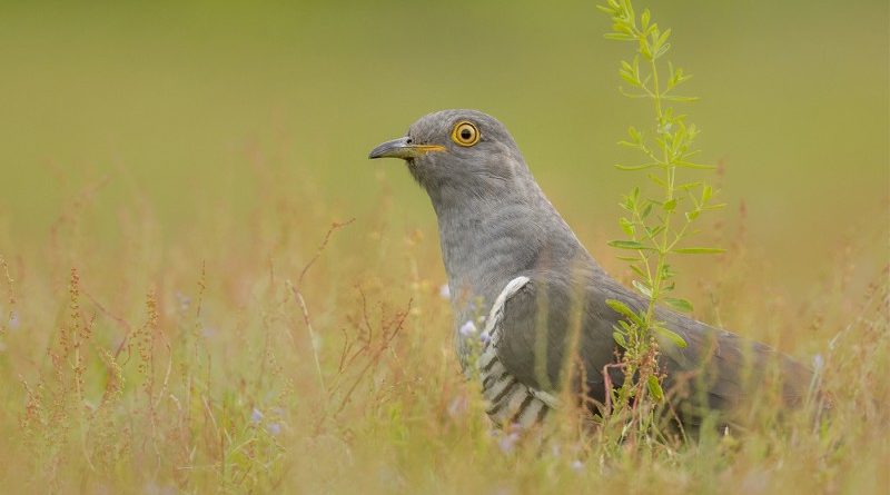 Male Cuckoo by Linda Kent