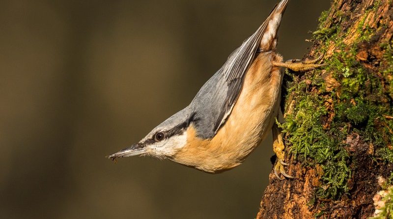 Nuthatch posing by Linda Kent