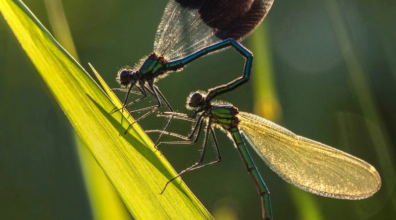 Male and Female Demoiselles by Linda Kent