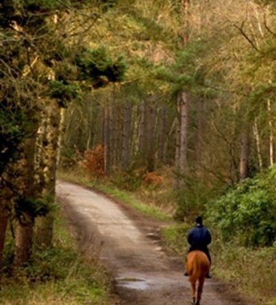 Riding In Hawley Woods