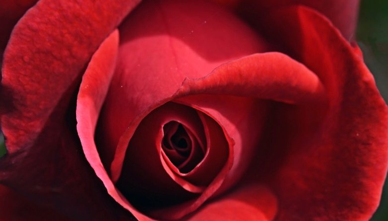 Highly Commended – Red Rose by Sally Seager