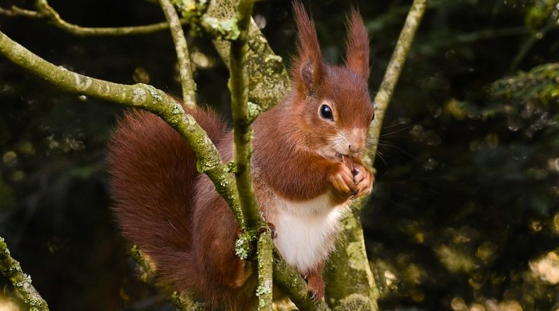 3rd – Red Squirrel by Sally Seager