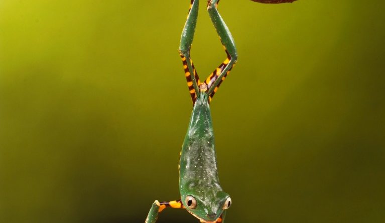 Tree Frog Mid Leap! by Sally Seager