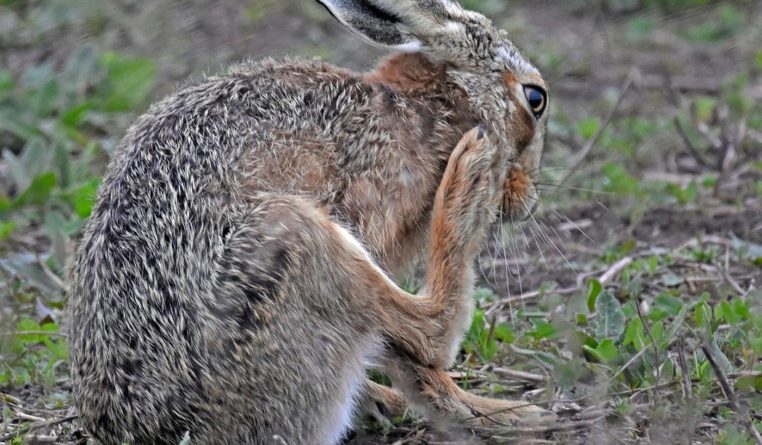 Hare Having Wash and Brush Up by Sally Seager